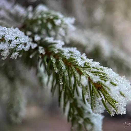 Winter landscape photography with snow-covered trees and soft light