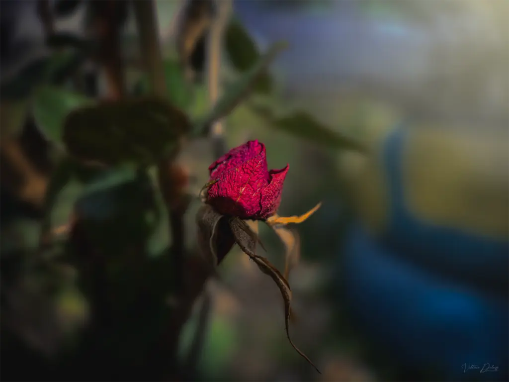 Elegant rose in a natural garden