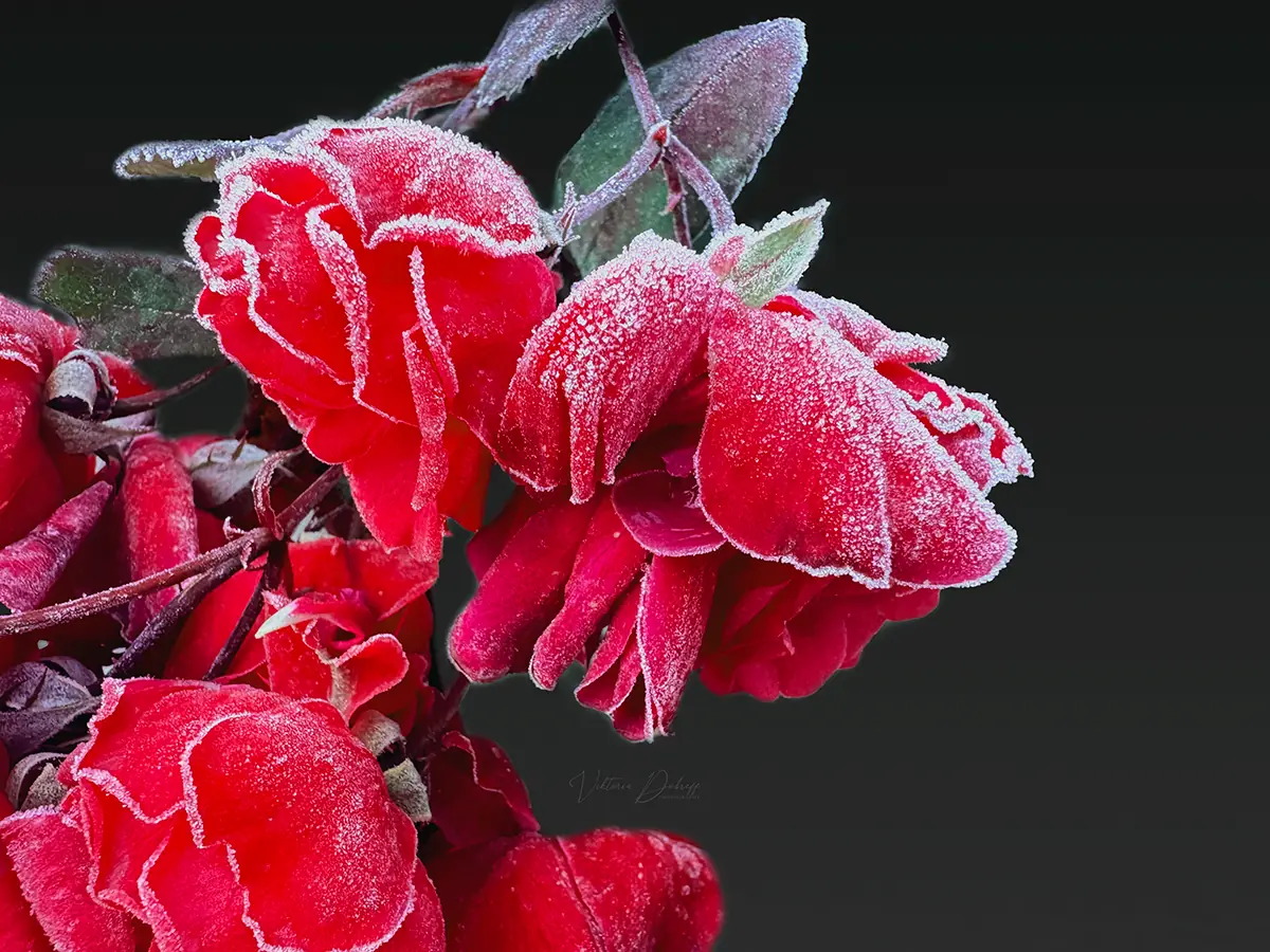 Close-up rose photography with soft lighting and detailed petals