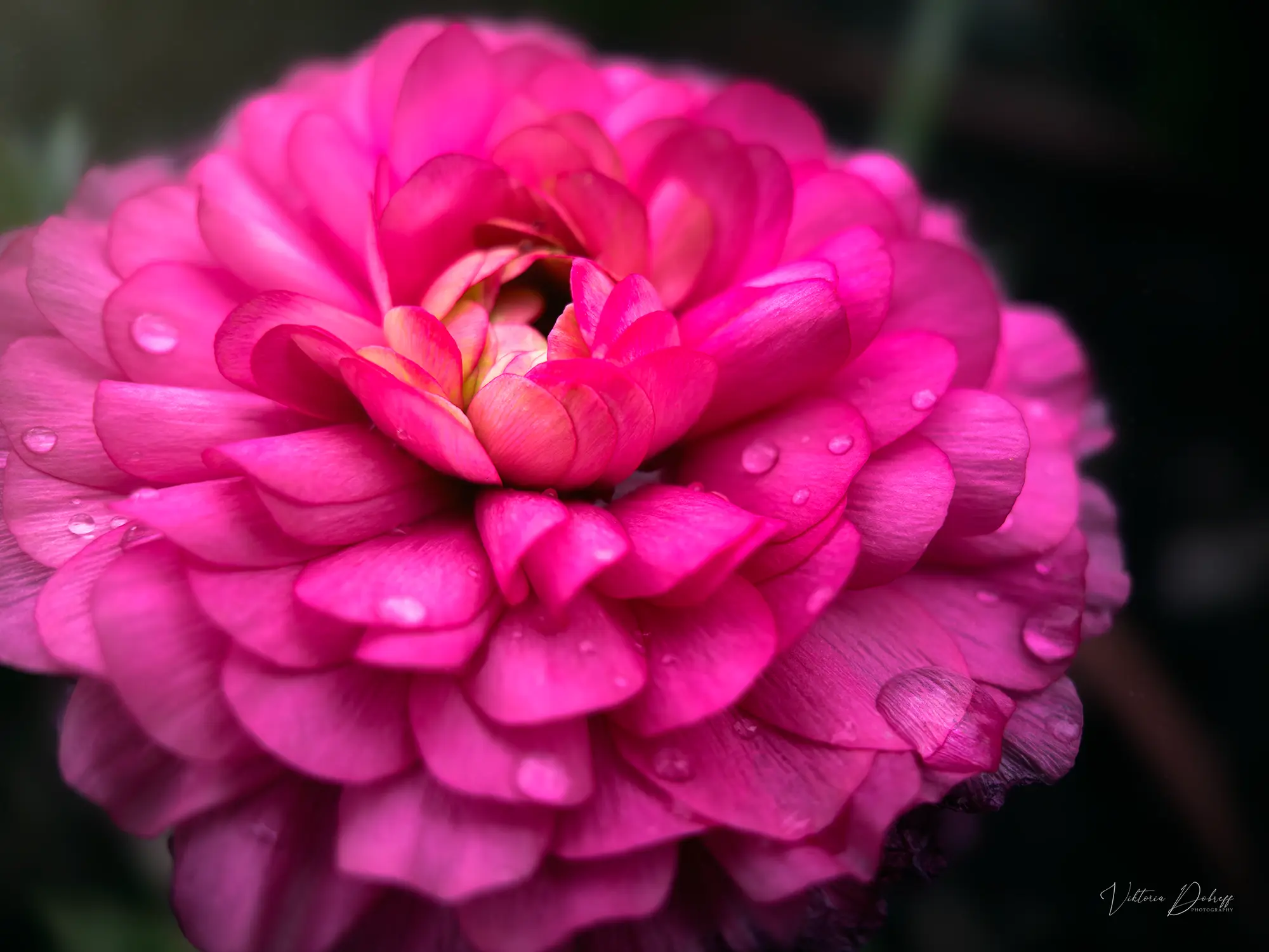 Summer Photography