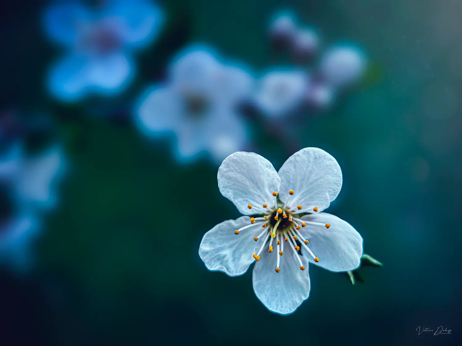 10 tips for Stunning Spring Flower Photography