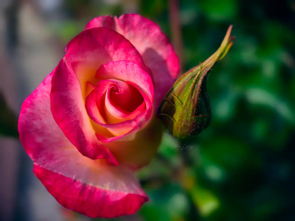 macro rose petals texture detail