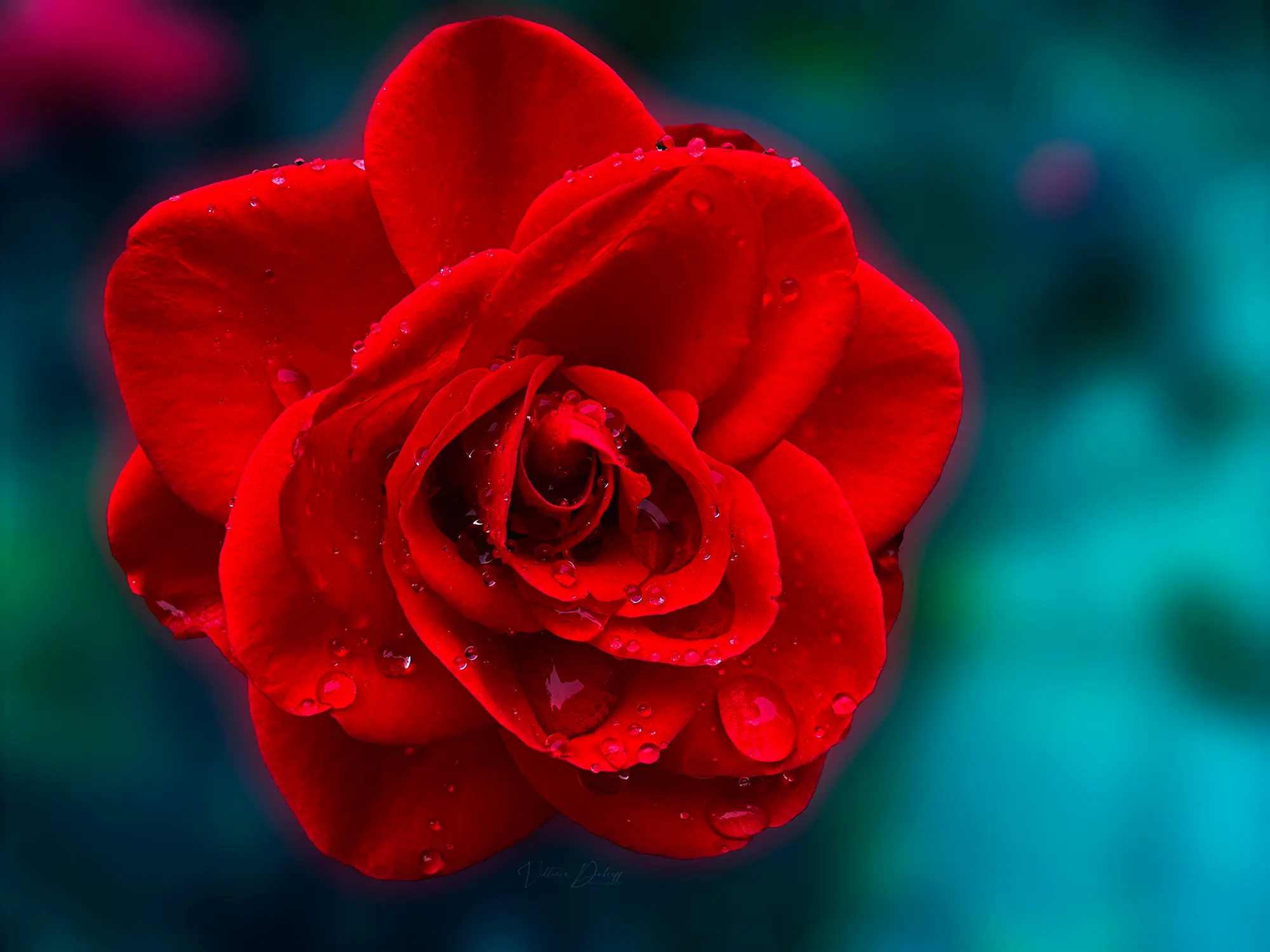 Rose Photography