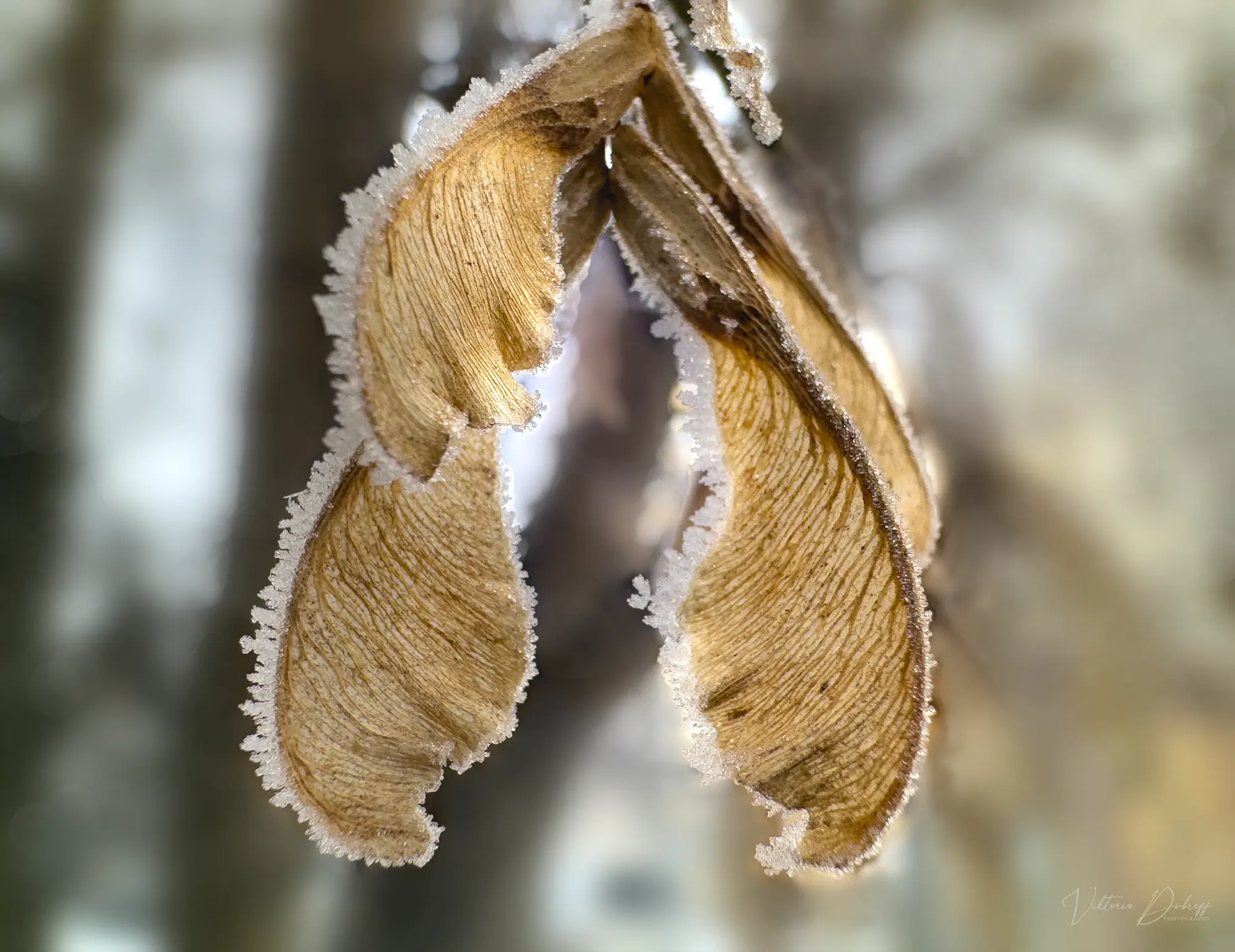 Winter Photography
