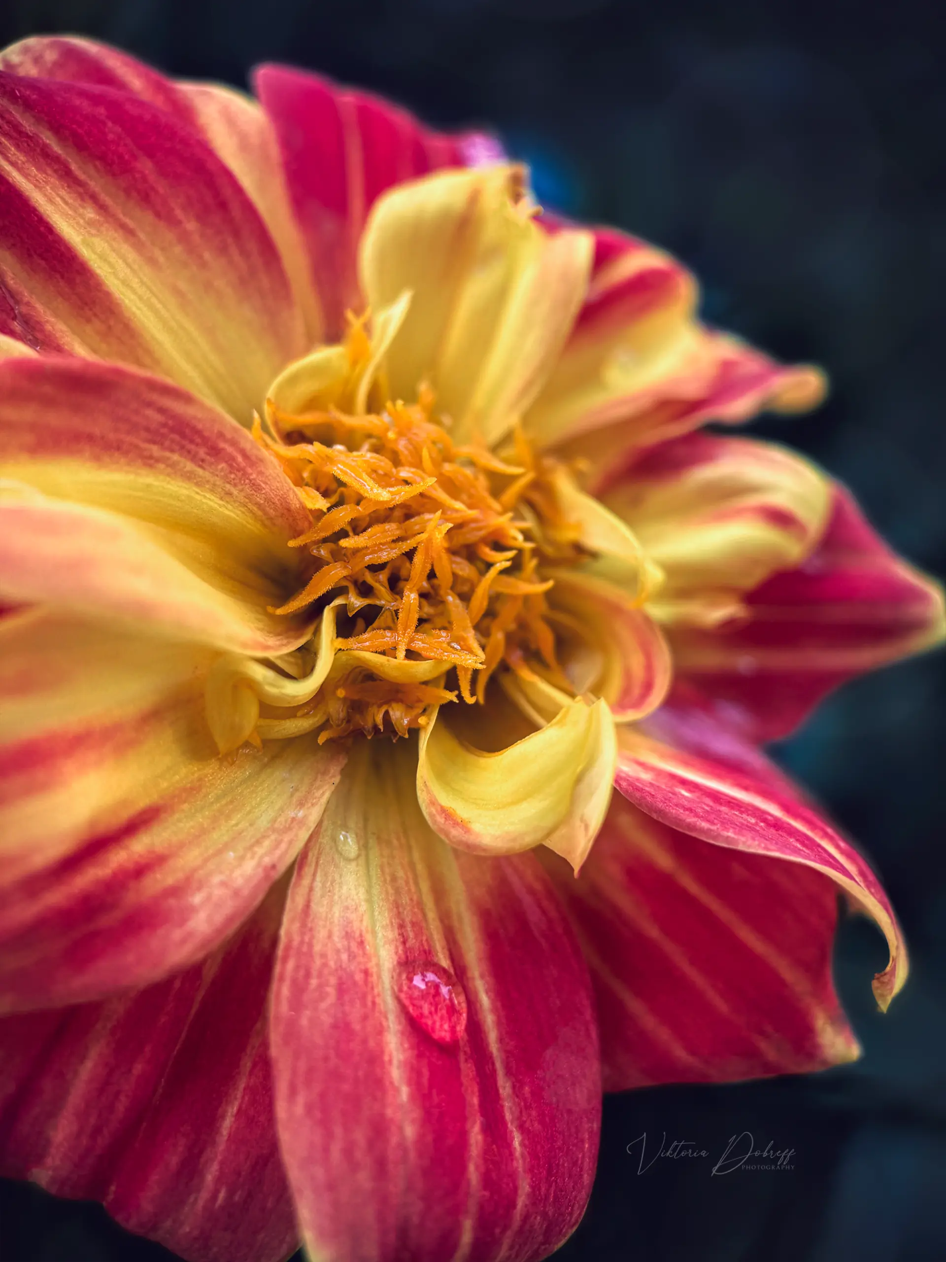 Spring Photography