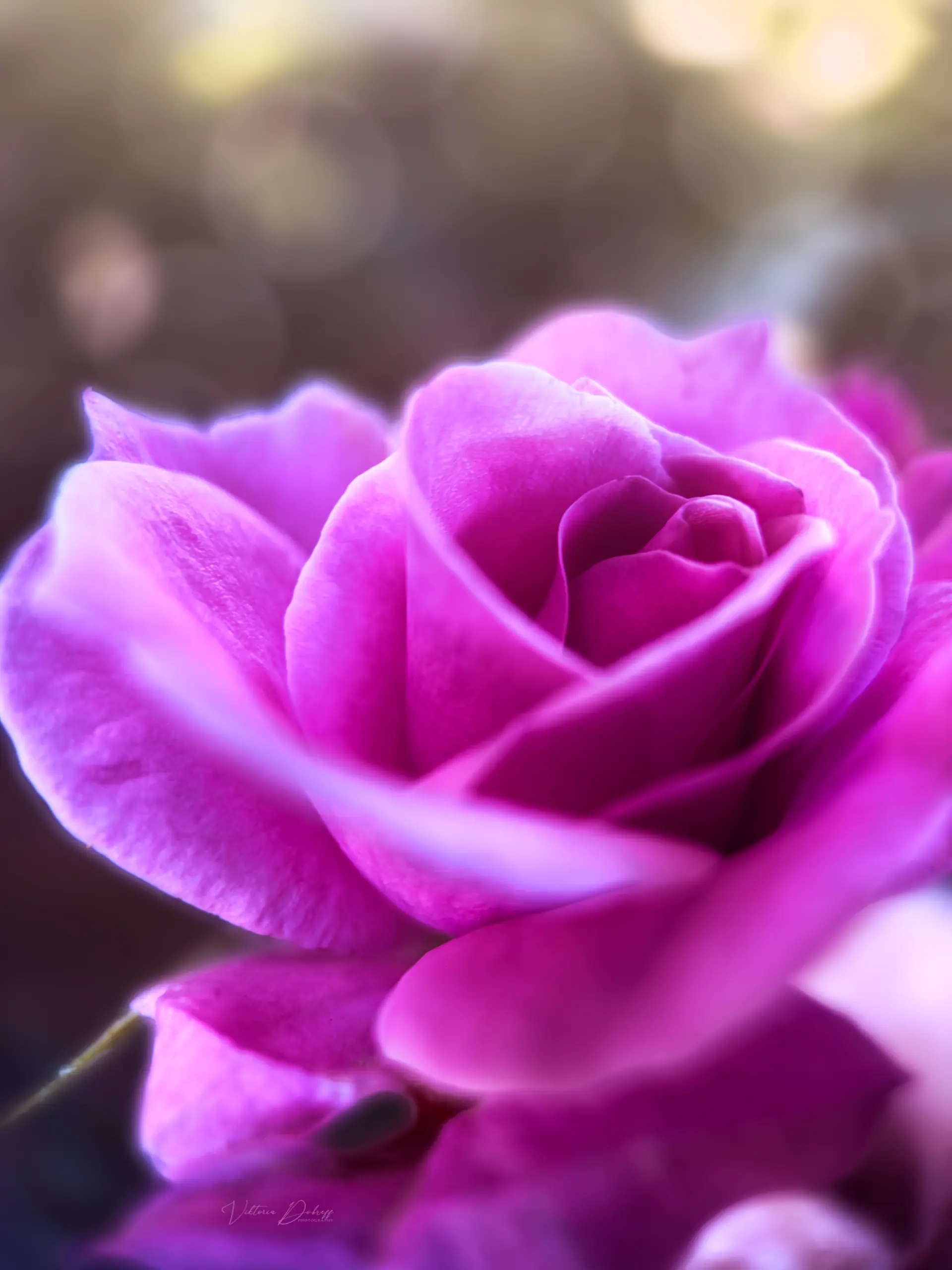 Rose Photography